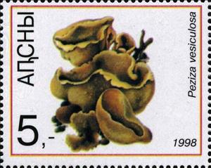 Stamp, Peziza vesiculosa, Cinderellas,  , Mushrooms