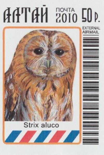 Strix aluco