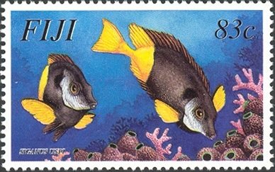 Bicolored Foxface (Siganus uspi) 
