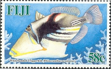 White-banded Triggerfish (Rhinecanthus aculeatus) 