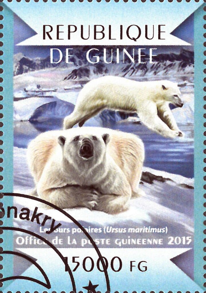 Polar Bears