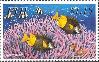 Bicolored Foxface (Siganus uspi) 