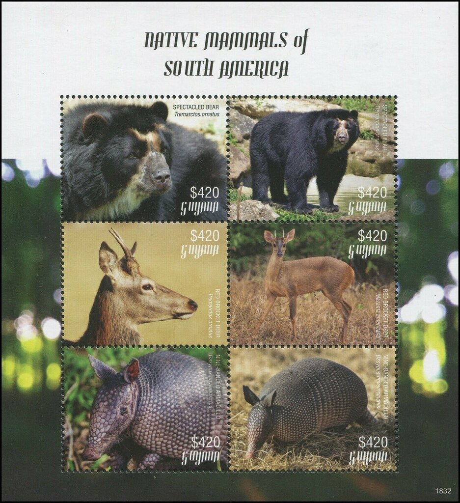 Bear, Deer and Armadillo