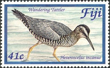Wandering Tattler (Heteroscelus incanus) 