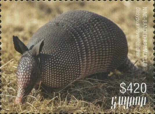 Nine-banded Armadillo (full body)