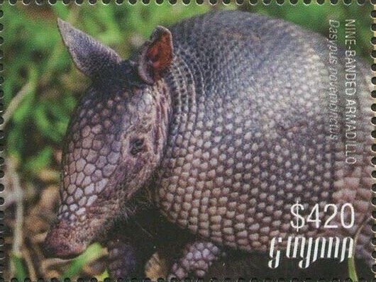 Nine-banded Armadillo (head)