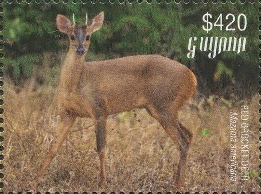 Red Brocket Deer (full body)