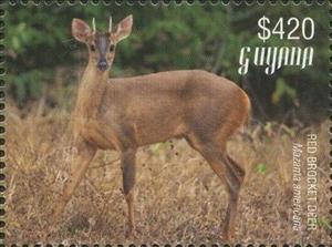 Stamp, Red Brocket Deer (full body), Guyana,  , Animals (Fauna)