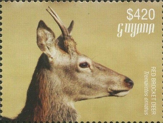 Red Brocket Deer (head)