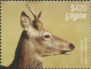 Stamp, Red Brocket Deer (head), Guyana,  , Animals (Fauna)