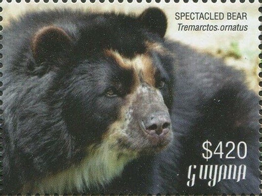 Spectacled Bear (head)