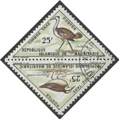 Arabian Bustard and Little Stint