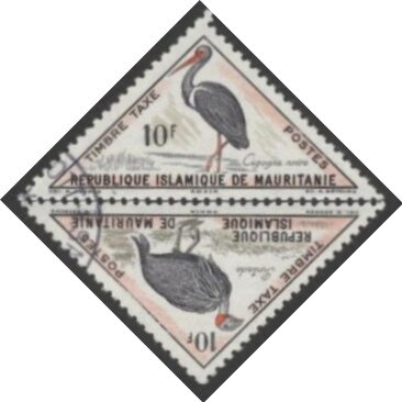 Black Stork and Vulturine Guineafowl