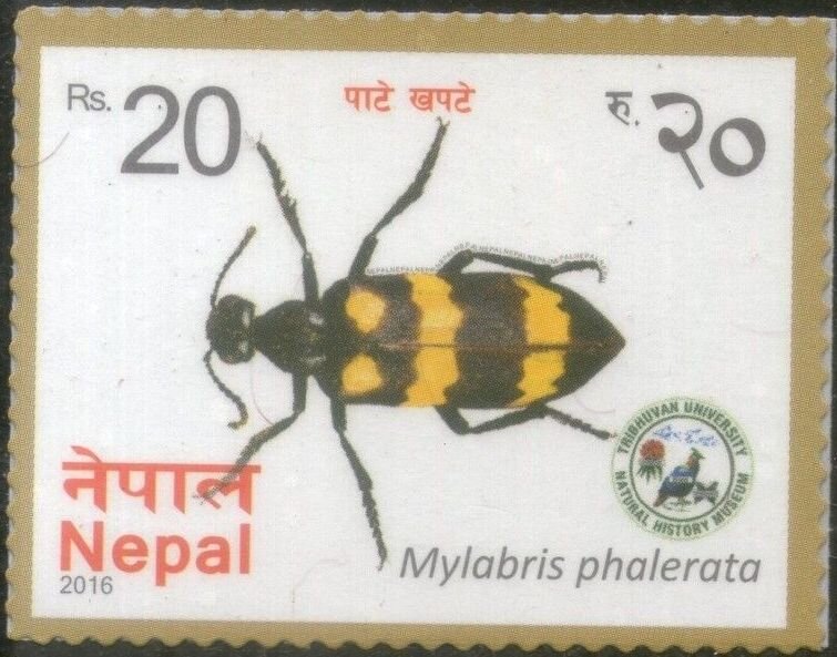 Mylabris phalerata