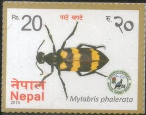 Stamp, Mylabris phalerata, Nepal,  , Beetles, Insects