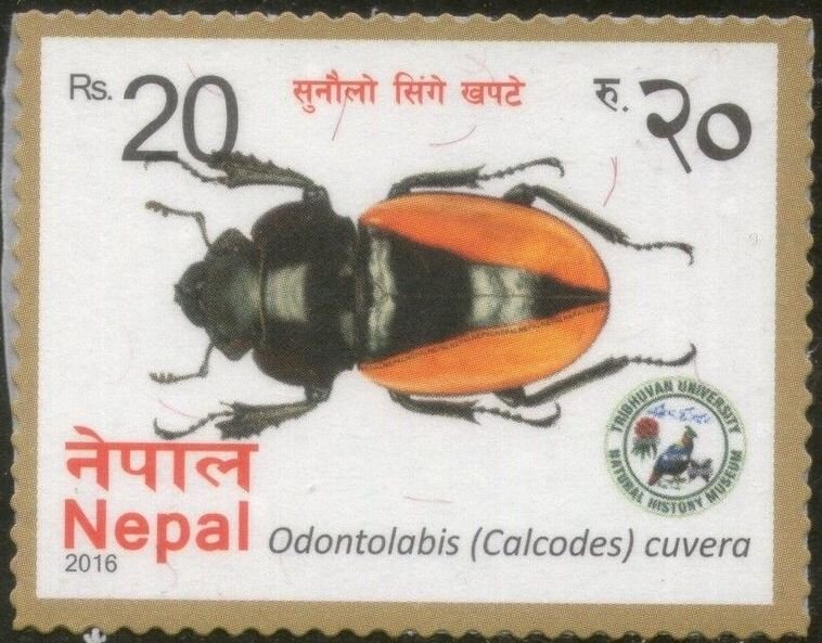 Odontolabis (Calcodes) cuvera