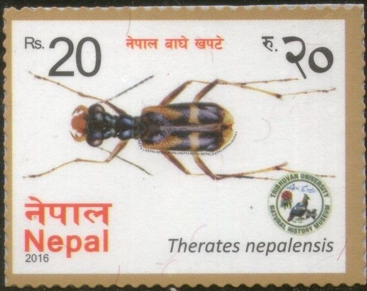 Therates nepalensis