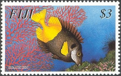 Bicolored Foxface (Siganus uspi) 