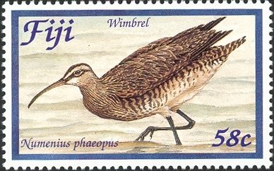 Wimbrel (Numenius phaeopus)