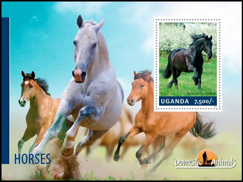 Equus ferus caballus