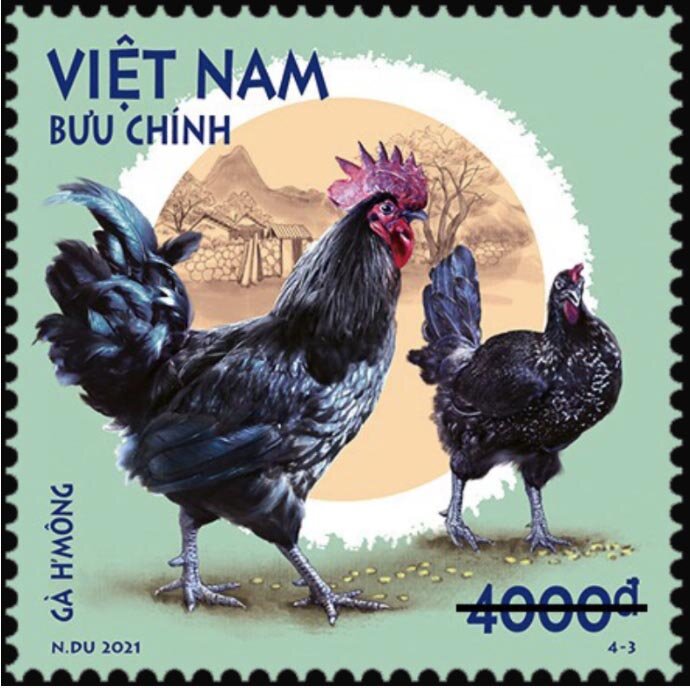 H'Mông Rooster & Chicken