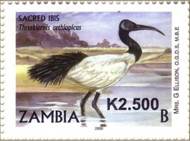 African Sacred Ibis (Threskiornis aethiopicus)