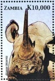 Black Rhinoceros (Diceros bicornis)