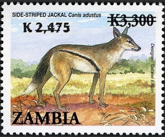 Canis adustis