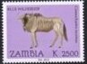 Connochaetes taurinus