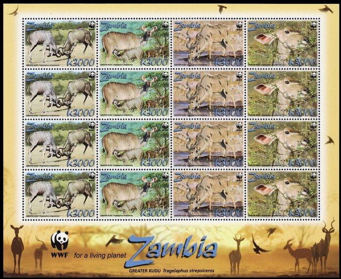 Greater Kudu (Tragelaphus strepsiceros)