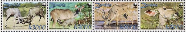 Greater Kudu (Tragelaphus strepsiceros)