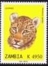 Panthera pardus