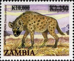 Spotted Hyena (Crocuta crocuta)