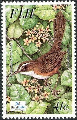 Long-legged Warbler (Trichocichla rufa)