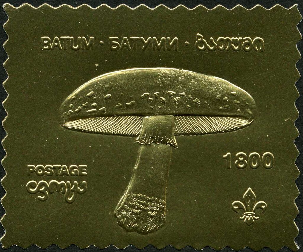 Amanita muscaria