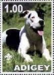 American Bull Terrier