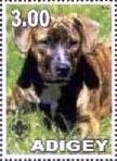 American Bull Terrier