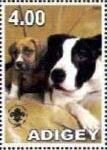 American Bull Terrier