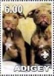 American Bull Terrier