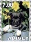 Stamp, American Bull Terrier, Cinderellas,  , Animals (Fauna), Dogs