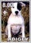 American Bull Terrier