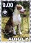 American Bull Terrier