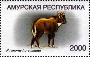 Stamp, Amur goral (Naemorhedus caudatus), Cinderellas,  , Animals (Fauna)