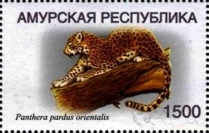 Amur leopard (Panthera pardus orientalis)