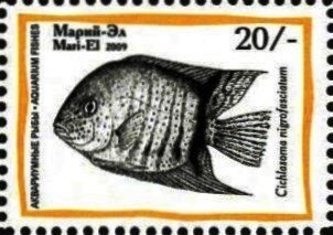Aquarium Fish