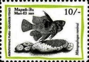 Aquarium Fish