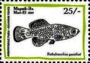 Aquarium Fish