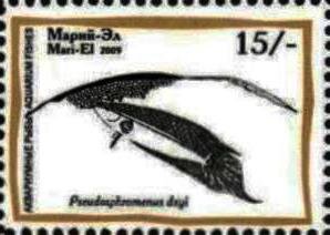 Aquarium Fish