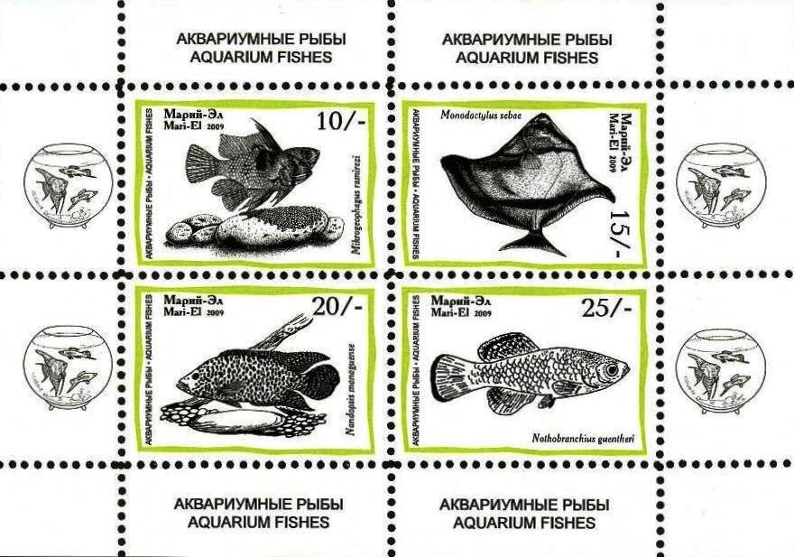 Aquarium Fishes
