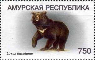 Asian black bear (Ursus thibetanus)